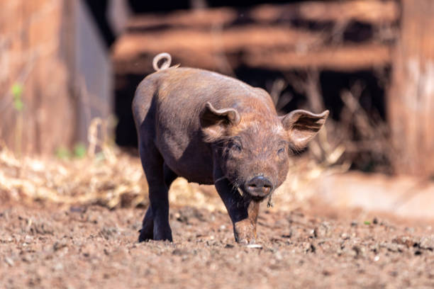 Boars