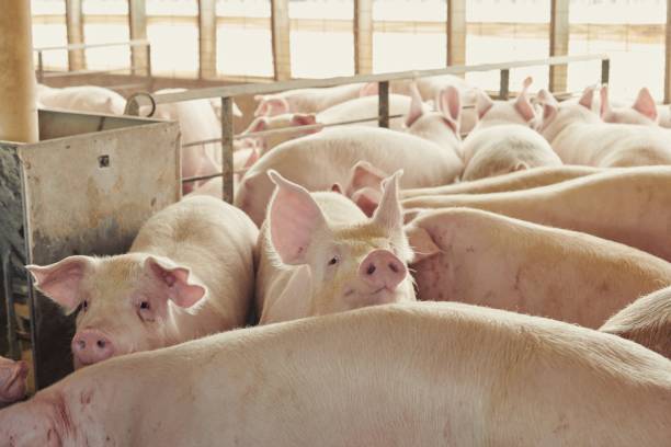 Piglets