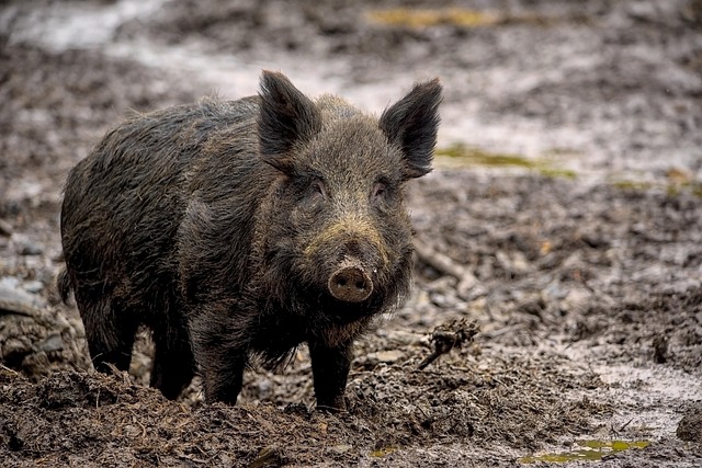 Swine
